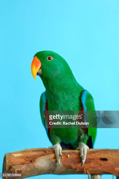 eclectus parrot - parakeet imagens e fotografias de stock