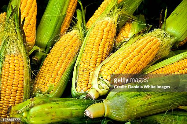 corn cob - husk stockfoto's en -beelden