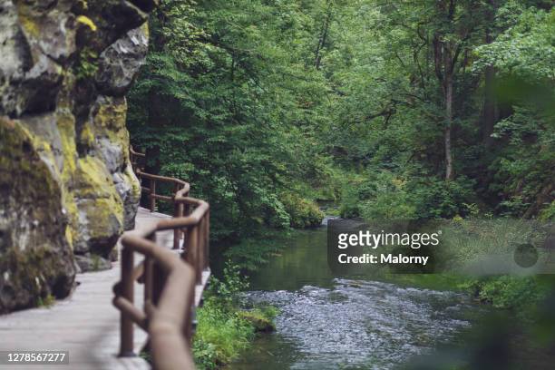 overgrown forest path with railing and river floating by. - czech switzerland stock pictures, royalty-free photos & images