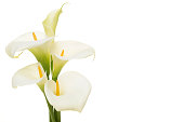 Bouquet blooming calla lilly flowers isolated on a white background with copy space