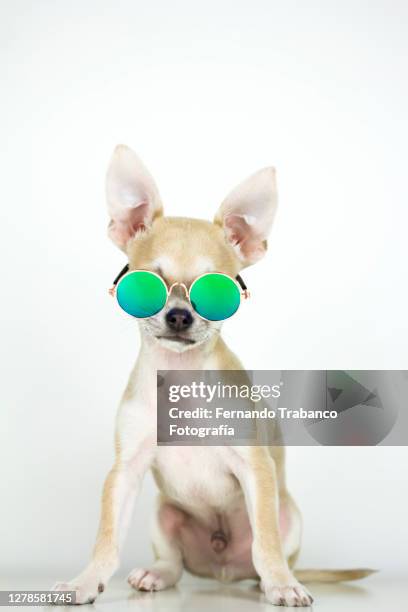 dog with sunglasses - lap dog isolated stock pictures, royalty-free photos & images