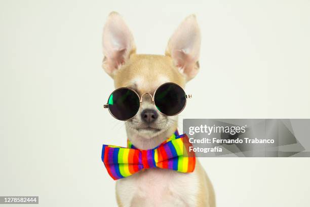 dog with colorful bow tie and sunglasses - puppies wearing sunglasses stock pictures, royalty-free photos & images