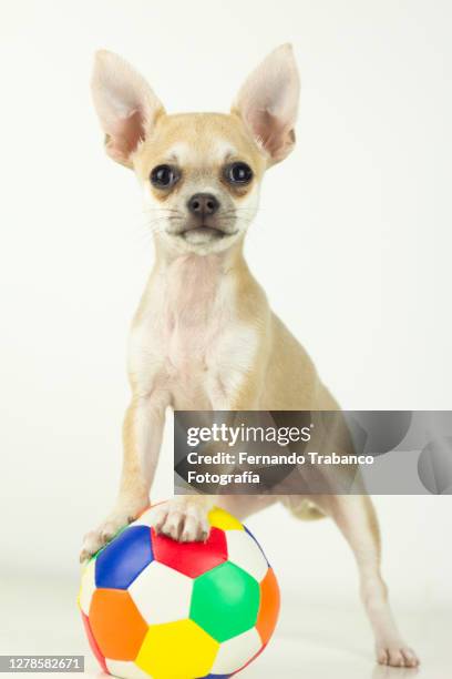 dog playing with ball - american football ball stock pictures, royalty-free photos & images