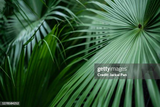 chinese fan palm - waaierpalm stockfoto's en -beelden