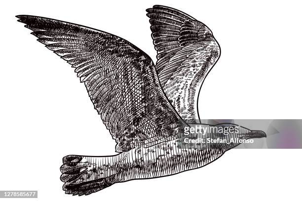 ilustraciones, imágenes clip art, dibujos animados e iconos de stock de dibujo vectorial de gaviota voladora - gaviota