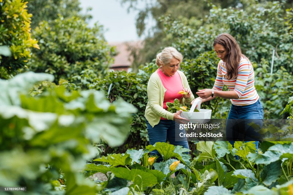 Harvesting Courgettes