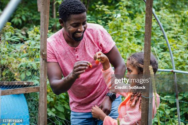 learning about gardening - berry picker stock pictures, royalty-free photos & images