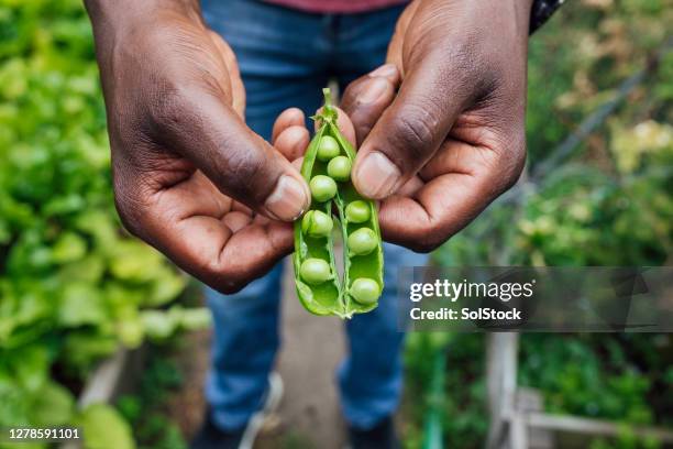 biologische erwtpod - peas stockfoto's en -beelden