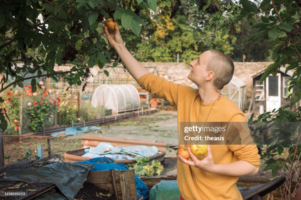 Mujer joven recogiendo manzanas