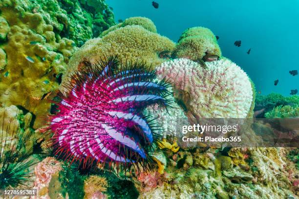 crown of thorns sea star (acanthaster planci) - acanthaster planci stock pictures, royalty-free photos & images