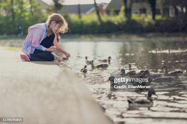 feeding the ducks - duck bird stock pictures, royalty-free photos & images