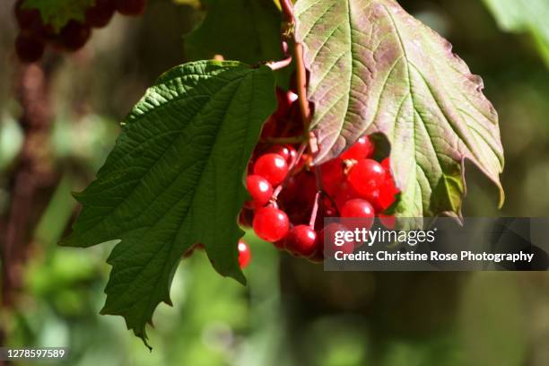 autumn begins - viburnum stock pictures, royalty-free photos & images