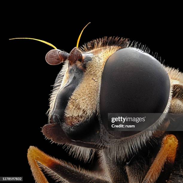 bee under microscope macro portrait, isolated on black background - bee eyes stock pictures, royalty-free photos & images