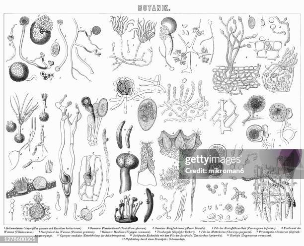 old engraved illustration of plants, botany - paddenstoelonderdeel stockfoto's en -beelden