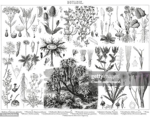 old engraved illustration of plants, botany - black and white dandelion stock pictures, royalty-free photos & images