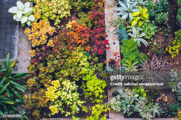 high angle view of garden trees - tropical garden stock-fotos und bilder