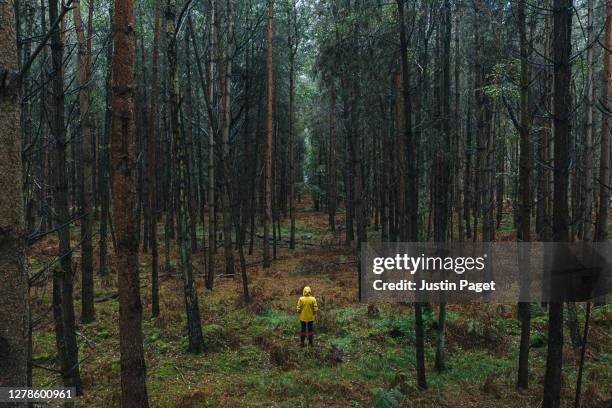 drone footage of woman in yellow raincoat in wet forest - huir fotografías e imágenes de stock