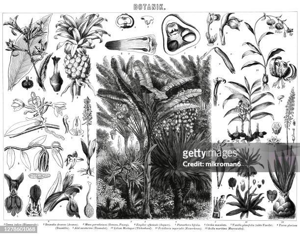 old engraved illustration of plants, botany - ginger bush stock pictures, royalty-free photos & images