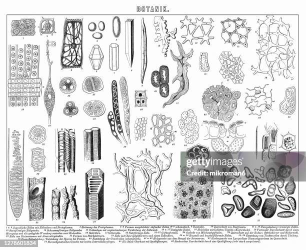 old engraved illustration of plants, botany - stem cell growth stock pictures, royalty-free photos & images