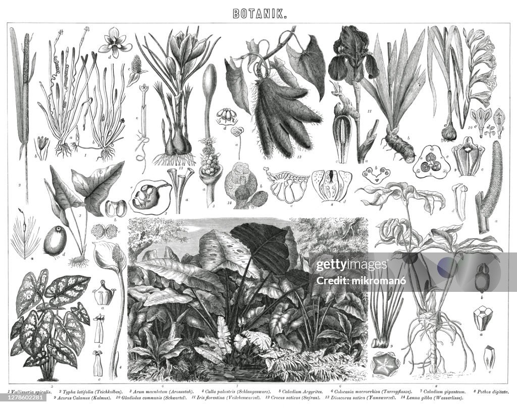 Old engraved illustration of plants, Botany