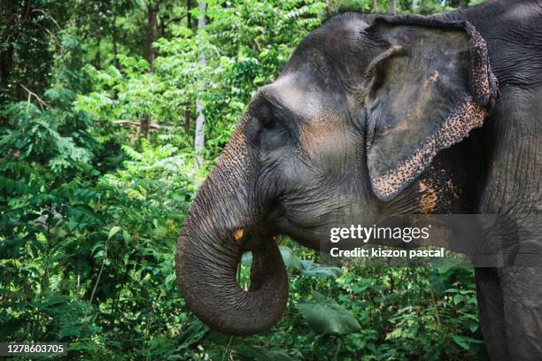 side view of an asian elephant in the jungle in thailand - elefante asiático fotografías e imágenes de stock