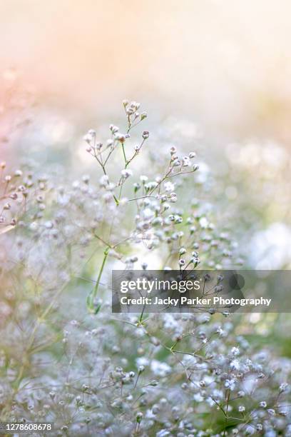 beautiful, summer flowering gypsophila 'white flowers' also known as baby's breath - gypsophila stock-fotos und bilder