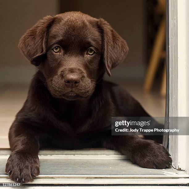 1,909 American Labrador Retriever Puppies Stock Photos, High-Res ...