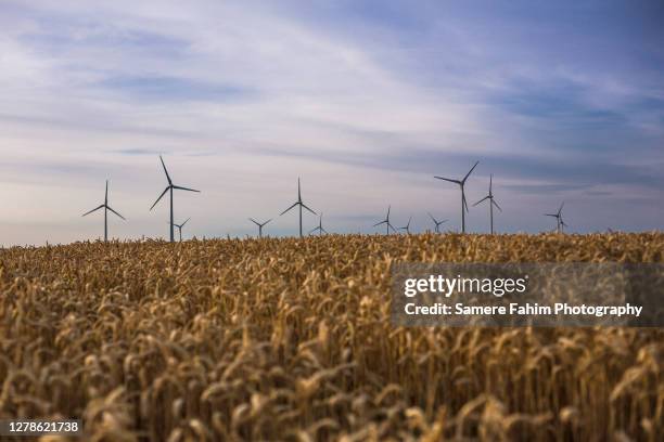 wind turbines in a wheatfield - hainaut 個照片及圖片檔