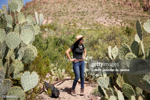 woman hiking mule ears spring trail at big bend national park, standing between cacti - v texas a m stock pictures, royalty-free photos & images