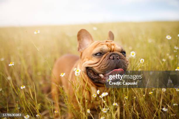 happy french bulldog at chamomile field - smiling brown dog stock pictures, royalty-free photos & images