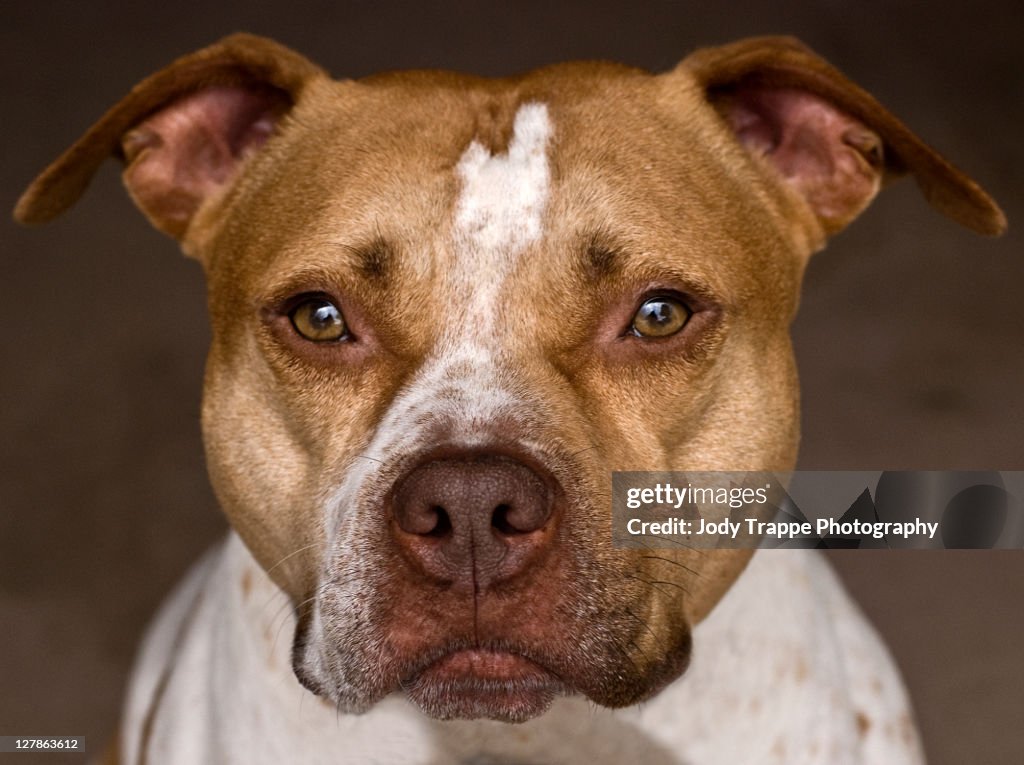 Pitbull dog