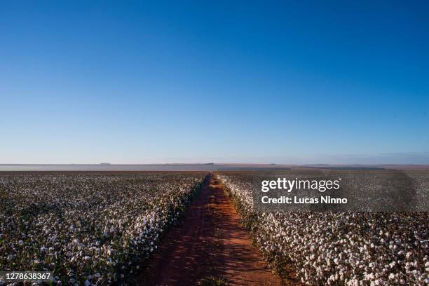 dirt road amid cotton plantation - cotton field stock pictures, royalty-free photos & images