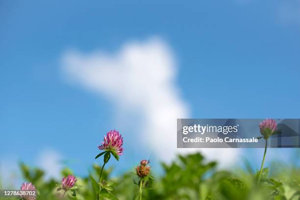 trifolium pratense against single white cloud - clover sprouts stock pictures, royalty-free photos & images