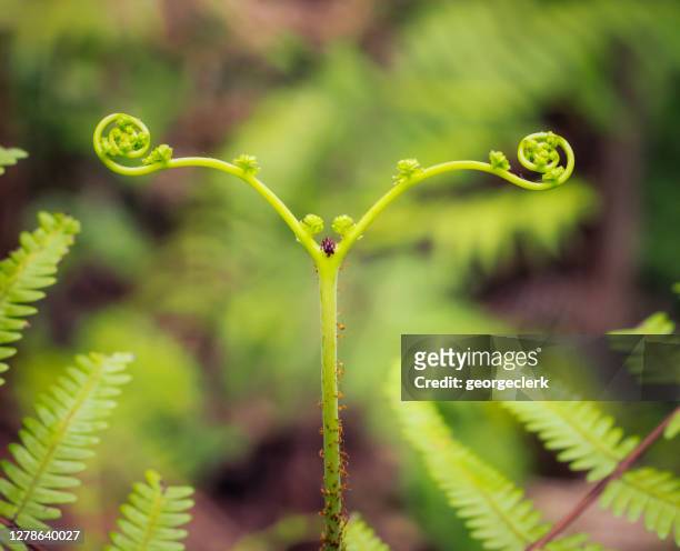 nature in balance - fern growth in spring - symmetry stock pictures, royalty-free photos & images