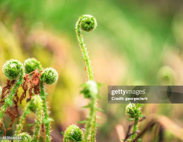 new growth - ferns in springtime - bent leaf stock pictures, royalty-free photos & images