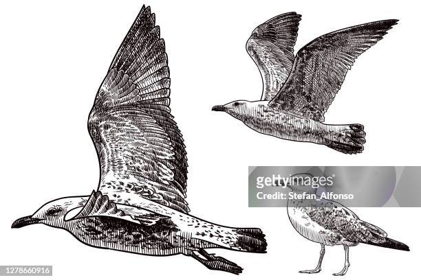ilustrações de stock, clip art, desenhos animados e ícones de vector drawings of seagulls - seagull