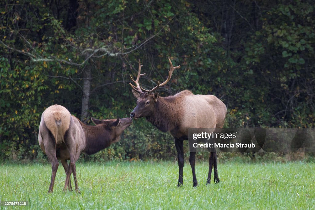 Elk Wide Rack Bull Elk With Large Rack And Female Elk Courting During Rut Photo ...