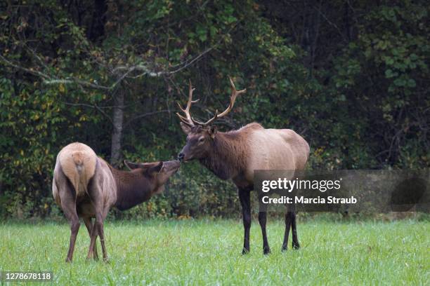 Elk Rack Together 141 Deer Rack Mount Stock Photos, High-Res Pictures, and Images - Getty ...