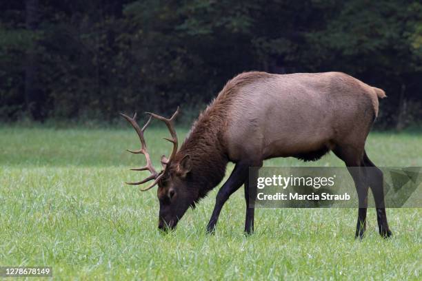 141 Deer Rack Mount Stock Photos, High-Res Pictures, and Images - Getty ...