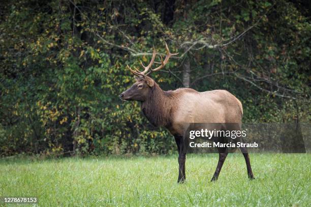 Elk Wide Rack Deer Rack Mount Fotografías e imágenes de stock - Getty Images