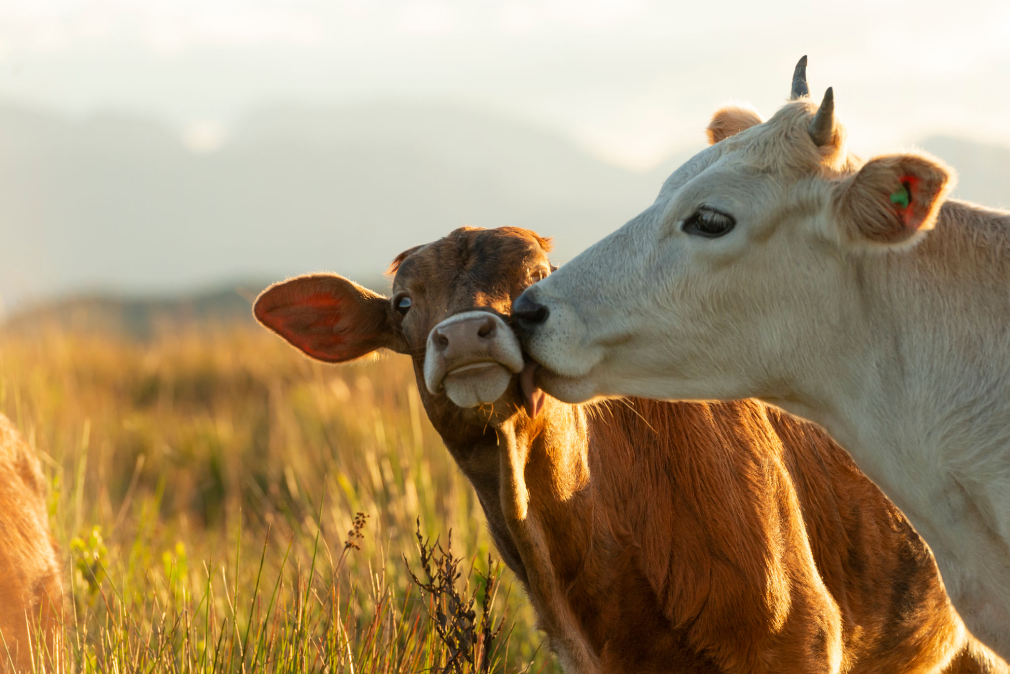 Animal care and loving Animal care and loving