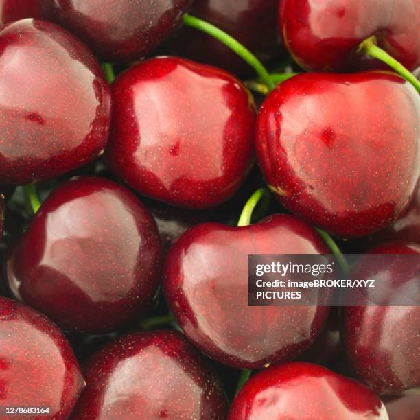 cherries called duroni, typical from vignola, italy - duroni fotografías e imágenes de stock