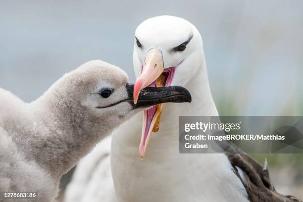 black-browed albatross (thalassarche melanophris), feeding, saunders island, falkland islands - albatros - fotografias e filmes do acervo