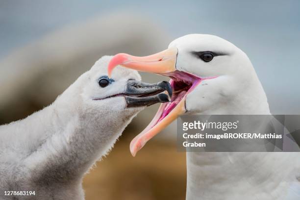 black-browed albatross (thalassarche melanophris), feeding, saunders island, falkland islands - albatros - fotografias e filmes do acervo