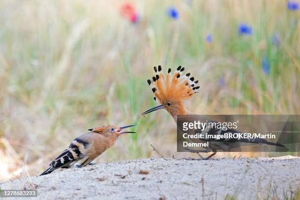hoopoe (upupa epops) feeds his young after the excursion, biosphere reserve mittelelbe, saxony-anhalt, germany - abubilla fotografías e imágenes de stock