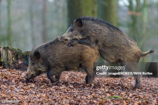 Copulating Pigs Mating