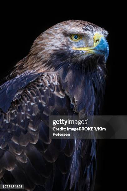eastern imperial eagle (aquila heliaca), france - aquila heliaca stock pictures, royalty-free photos & images