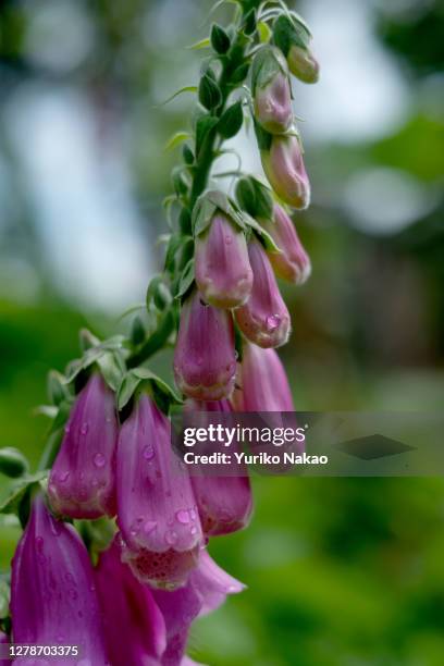 Foxgloves bloom at Findhorn Foundation's The Park Ecovillage on June 26, 2018 in Forres, Scotland, United Kingdom. The Findhorn Foundation has two...