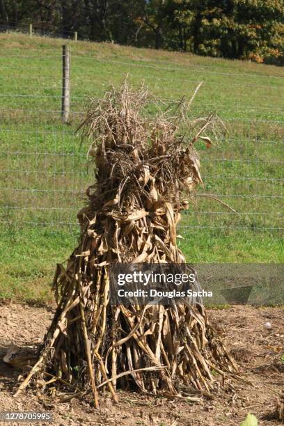 Farm Shock 62 Shock Of Wheat Stock Photos, High-Res Pictures, and Images - Getty ...