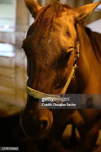 amish farm horse portrait in a dark barn - rural kentucky stock pictures, royalty-free photos & images